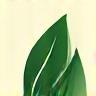 Leaf icon